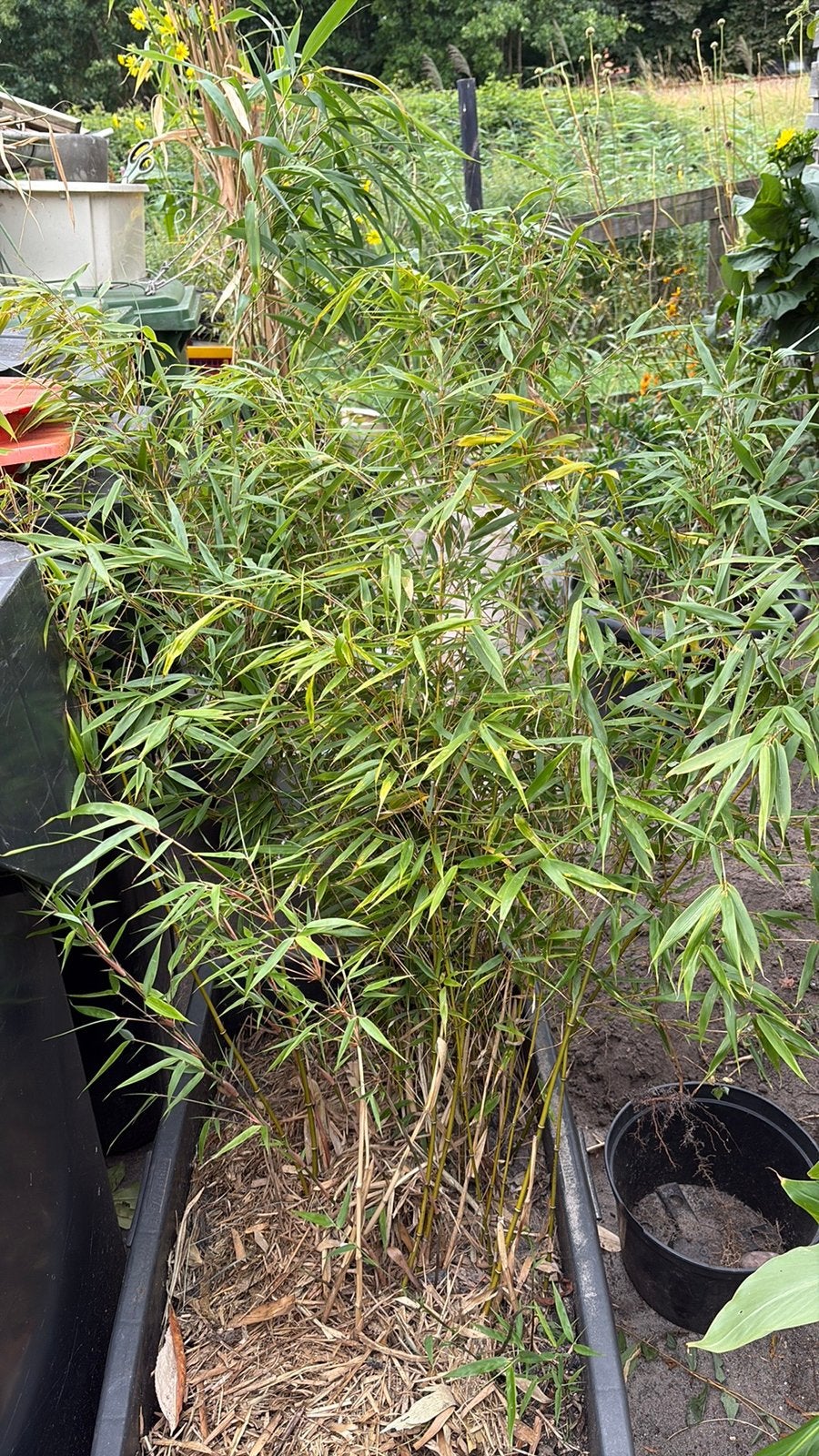 NIet woekerende bamboe fargesia, Tuin en Terras, Ophalen, Overige soorten, Halfschaduw