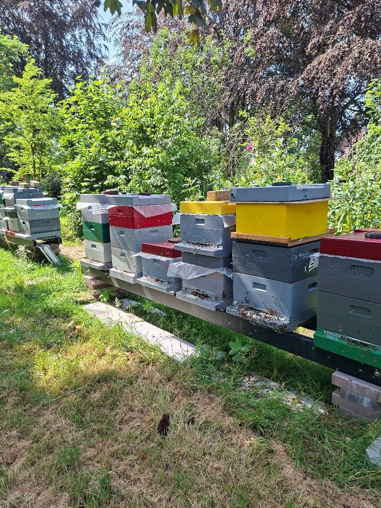 Bijenvolken carnica, Dieren en Toebehoren, Bijen