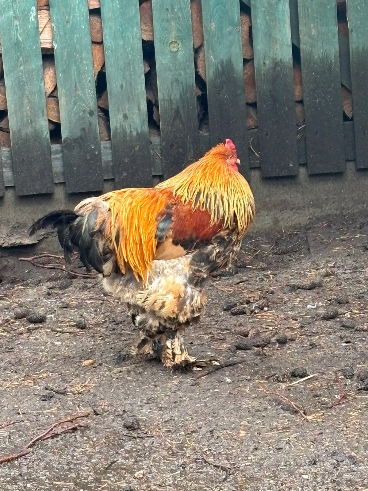 2 Brahma hanen groothoenders  te koop, Dieren en Toebehoren, Mannelijk, Kip