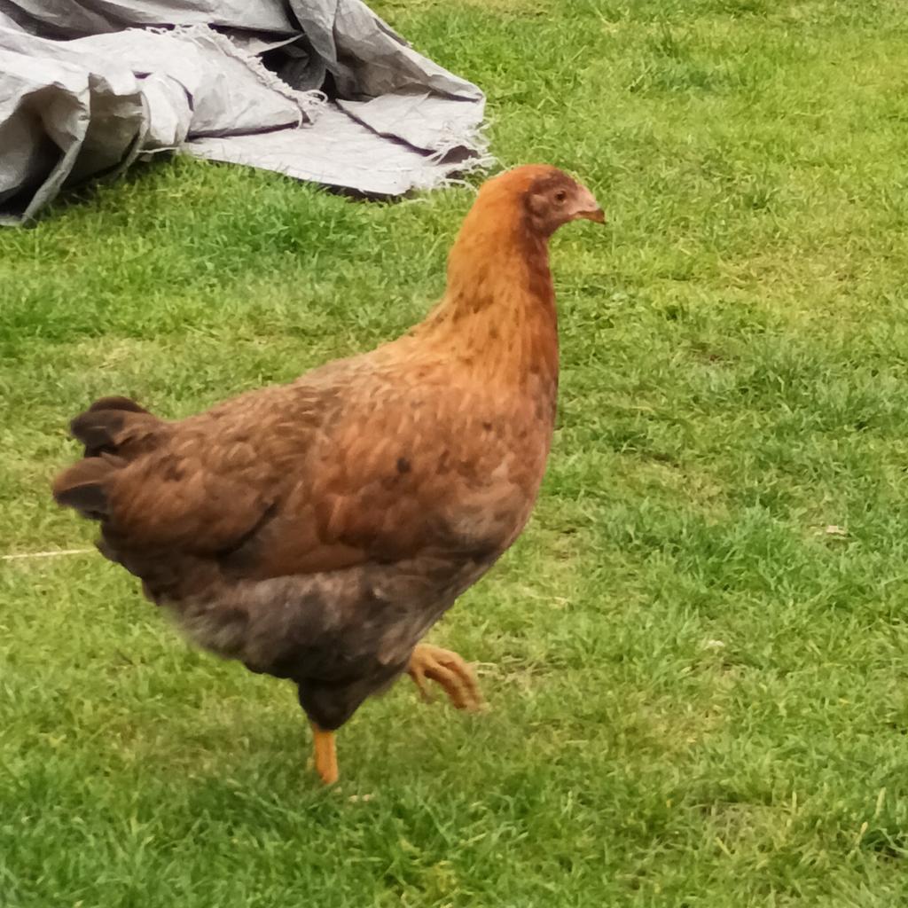 1 kleurlegger Hen, Vrouwelijk, Kip