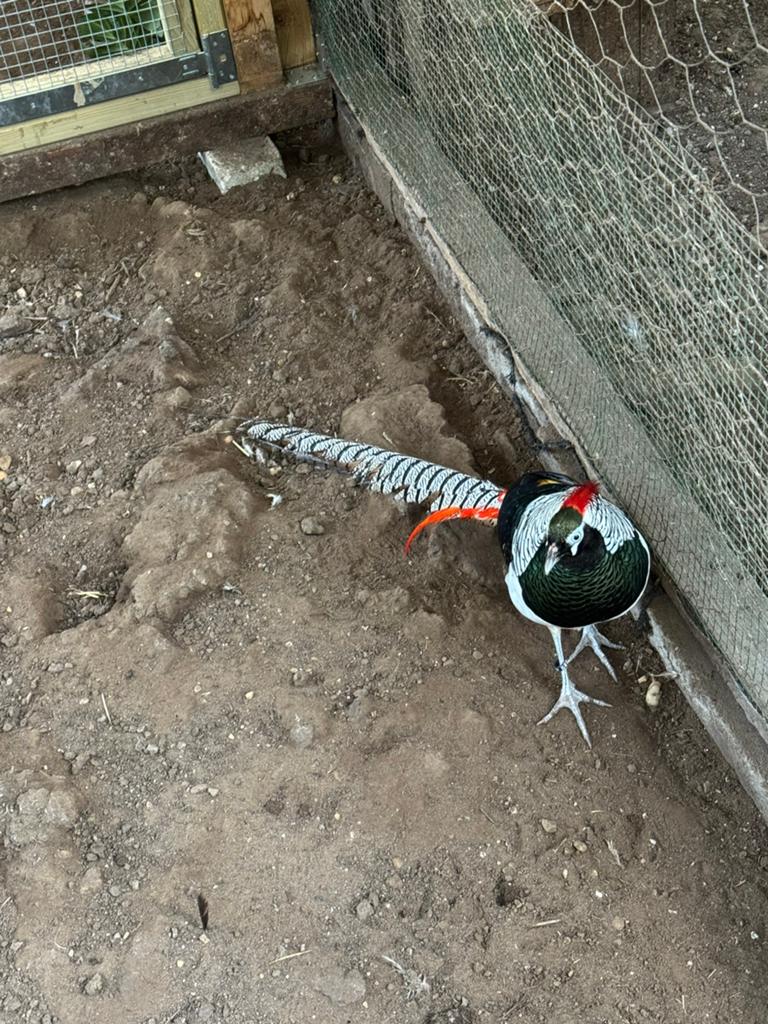 Koppel lady Amherstfazanten, Dieren en Toebehoren, Pluimvee, Meerdere dieren, Overige soorten