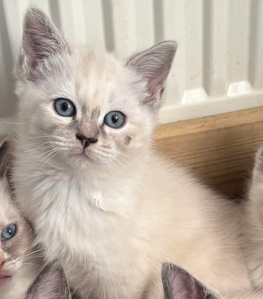 Ragdoll x Britsekorthaar kitten poesje, Dieren en Toebehoren, Katten en Kittens | Overige Katten, Meerdere dieren, 0 tot 2 jaar
