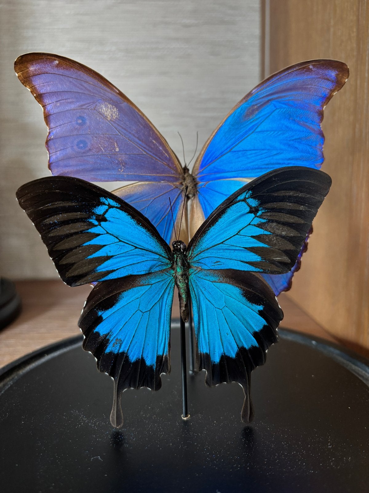 Vlinderstolp 25x25 cm met Papilio ulysses en Morpho Menelaus, Ophalen of Verzenden, Zo goed als nieuw