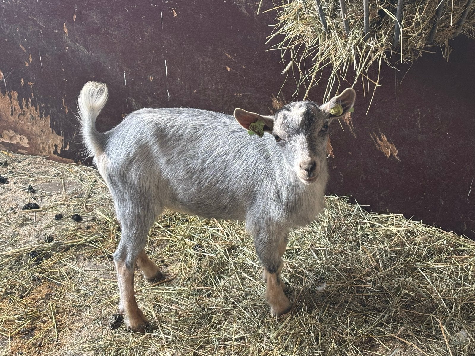 Bokjes 5 maanden oud, geit, Dieren en Toebehoren, Schapen, Geiten en Varkens, Mannelijk, Geit
