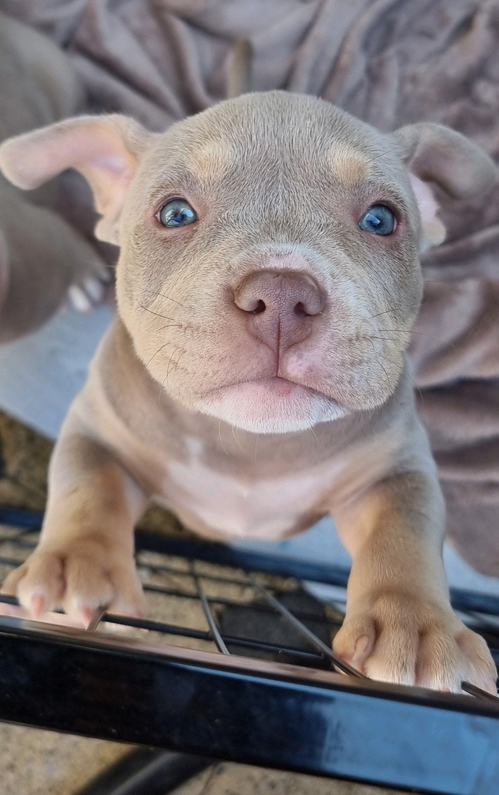 American Micro Bully pups zoeken een 5️✨️ thuis!, Dieren en Toebehoren, Honden | Bulldogs, Pinschers en Molossers, Overige rassen