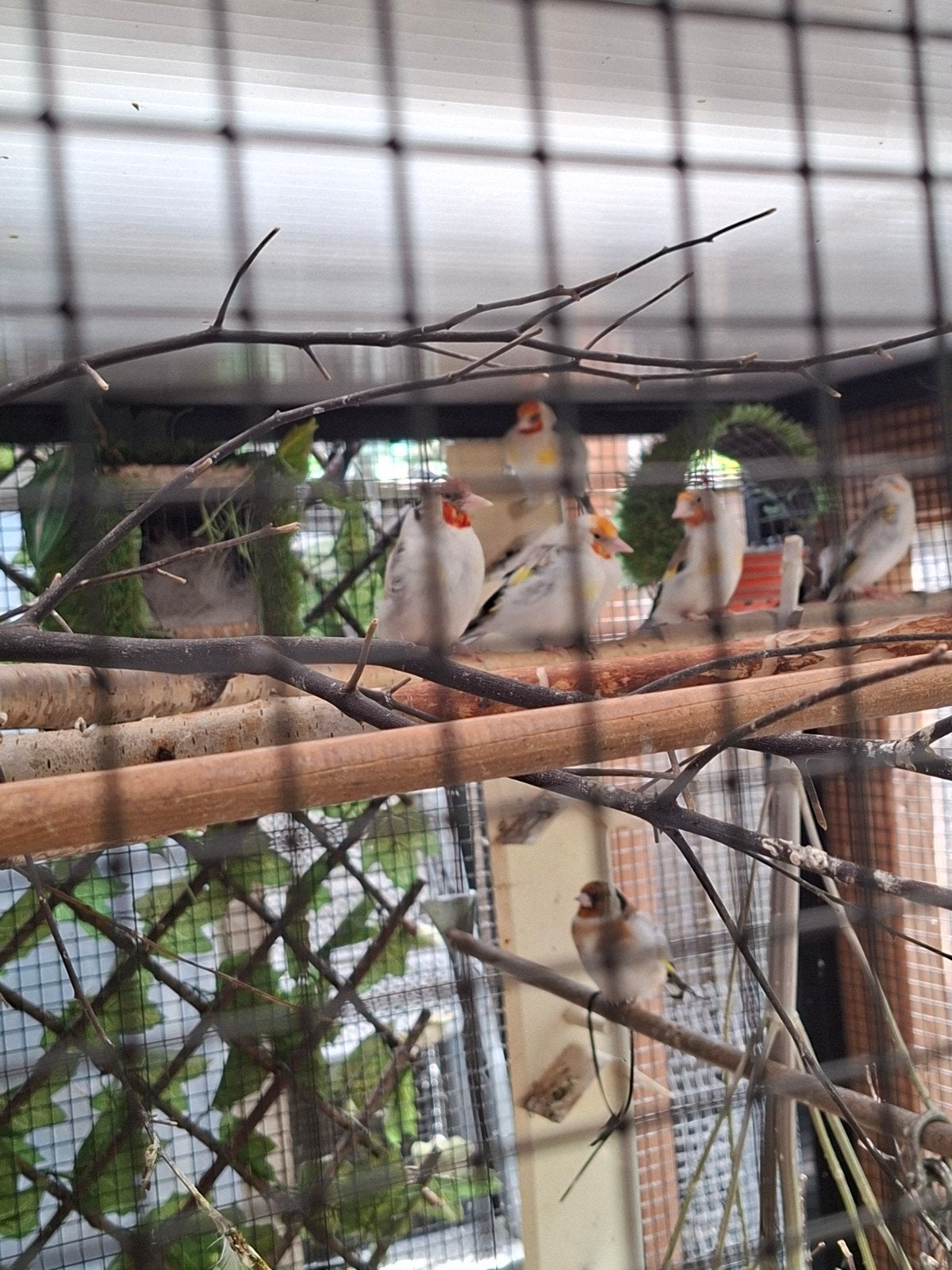 putters., Meerdere dieren, Bastaard