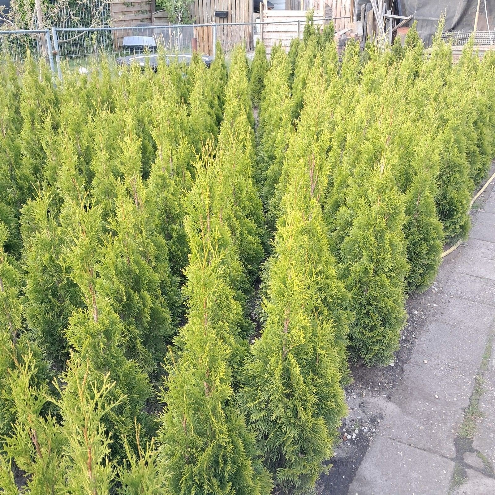 Thuja Smaragd en Brabant van 40 tot 180 cm, Ophalen of Verzenden, Bloeit niet, Overige soorten, Volle zon