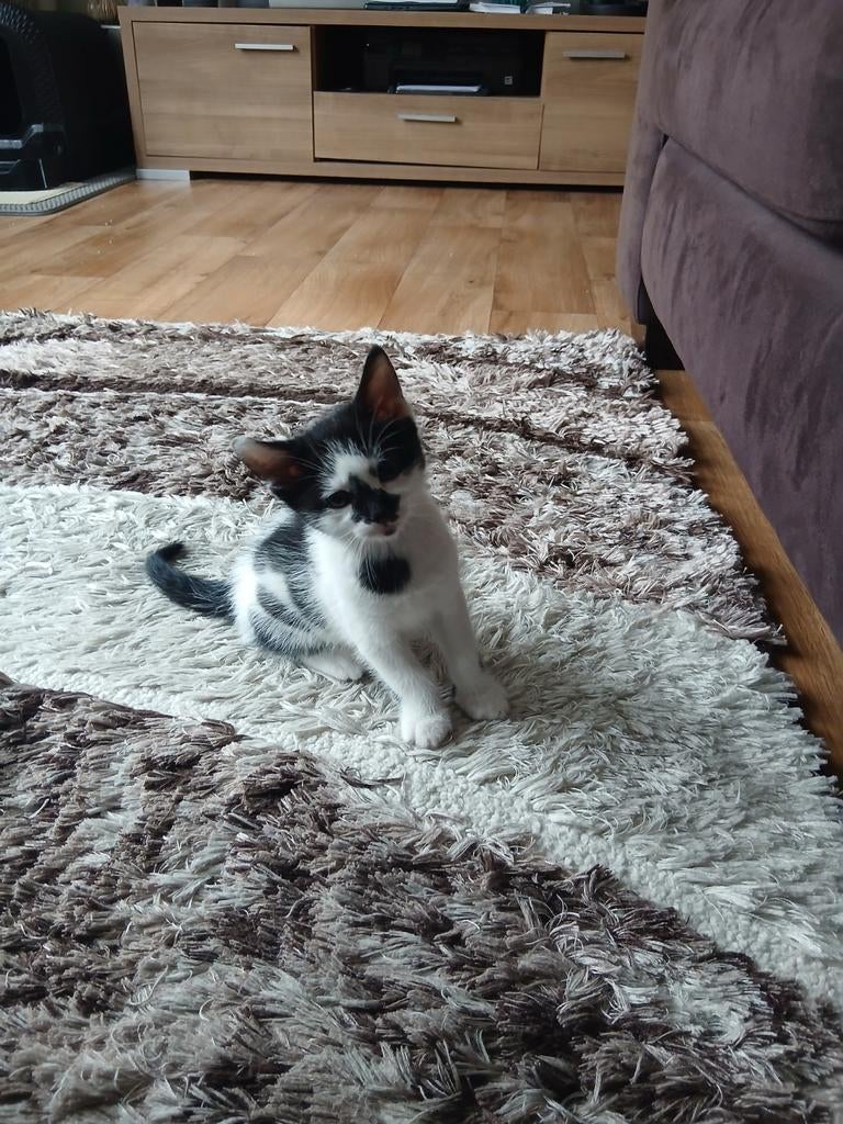 Kittens