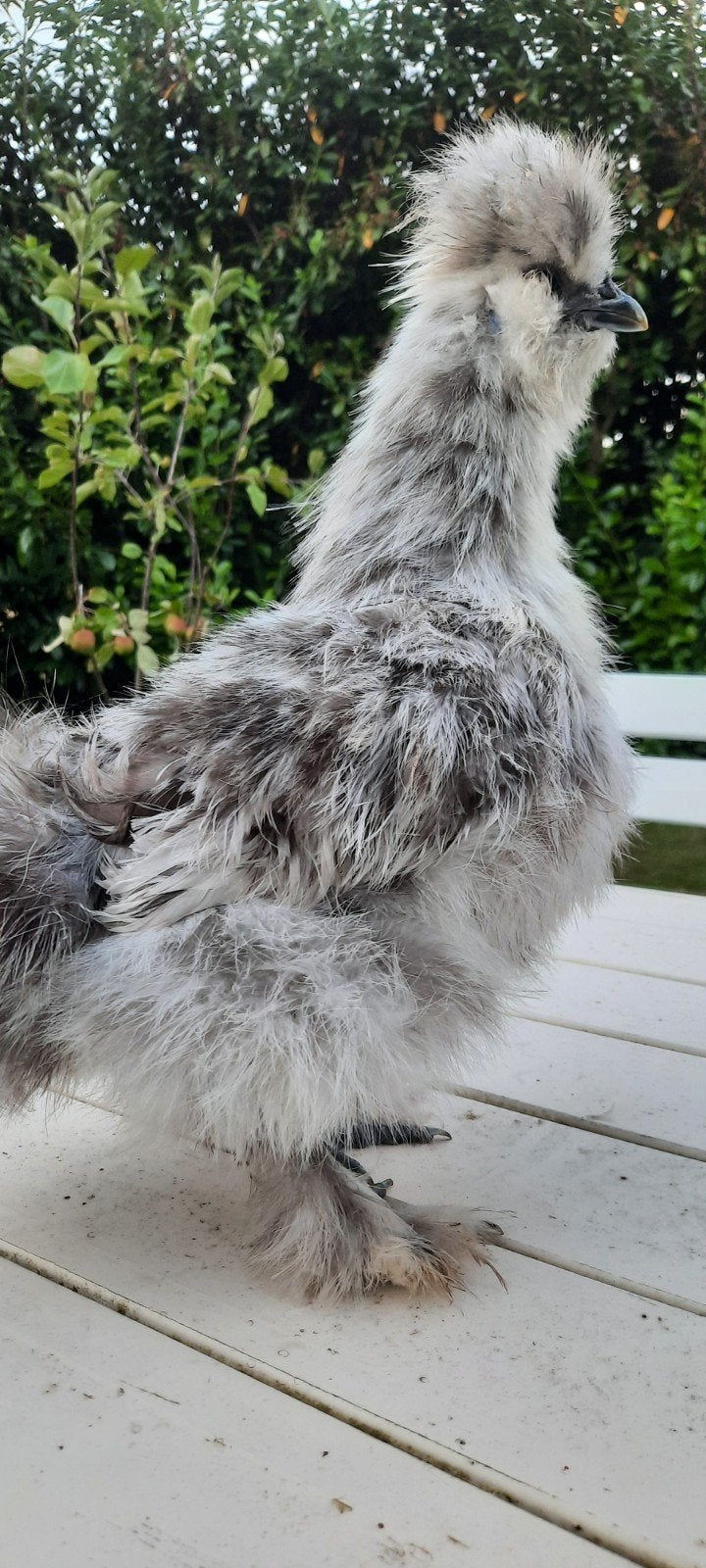 gratis jonge splash haan USA zijdehoen, Dieren en Toebehoren, Pluimvee, Mannelijk, Kip