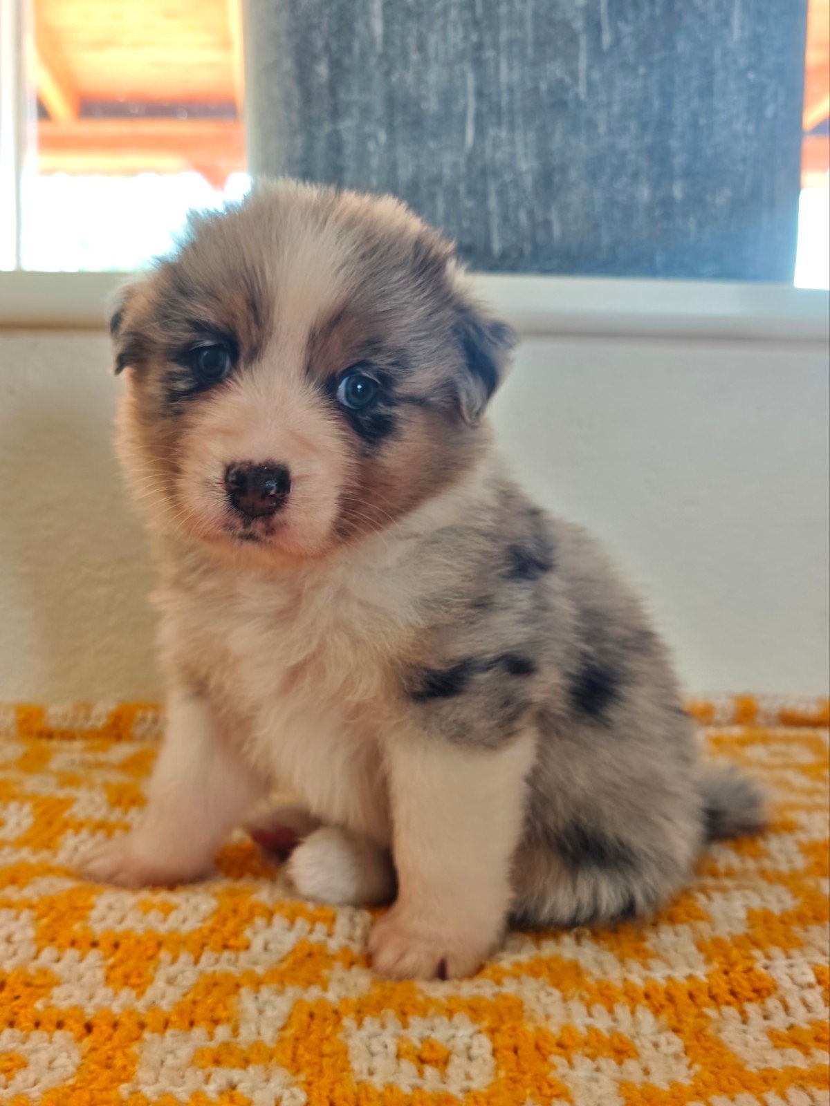 Australian Shepherd pups, Dieren en Toebehoren, 8 tot 15 weken, Parvo, Meerdere, Meerdere dieren