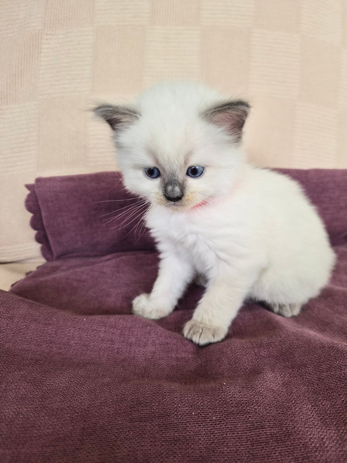 Raszuivere Ragdoll kittens van Mirza&Maysa
(bleupoint), Meerdere dieren