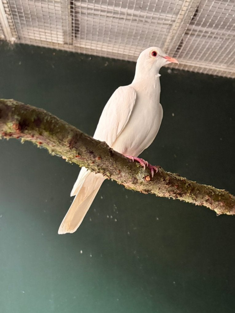 Twee lachduifjes, Geslacht onbekend, Tortelduif