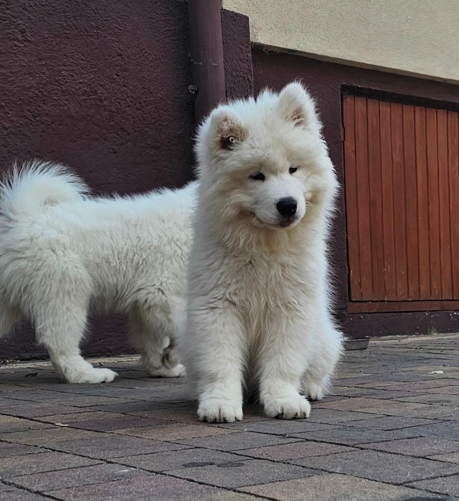 samoyed, Dieren en Toebehoren, Honden | Poolhonden, Keeshonden en Oertypen, Particulier, Reu, 8 tot 15 weken, Buitenland