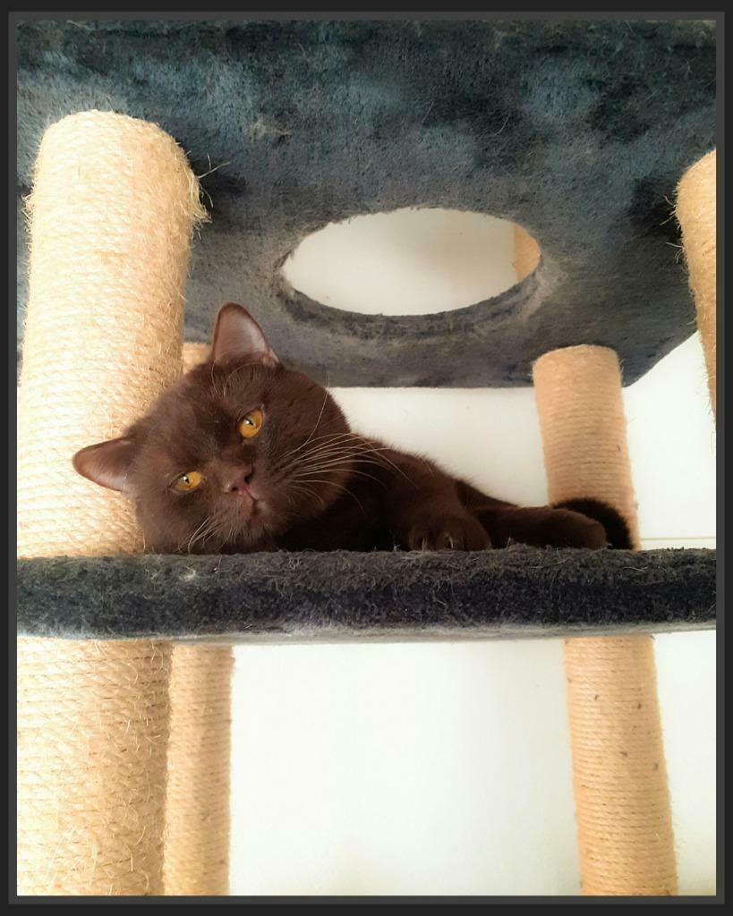 Dekkater Brits/Britse Korthaar Chocolate Met Stamboom, Dieren en Toebehoren, 0 tot 2 jaar