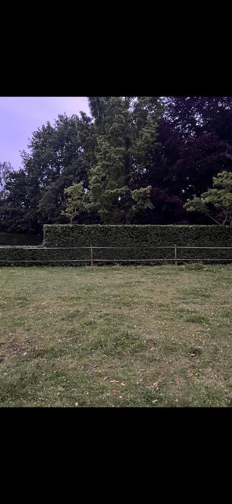 Hovenier aangeboden!, Tuinonderhoud of Snoeiwerk