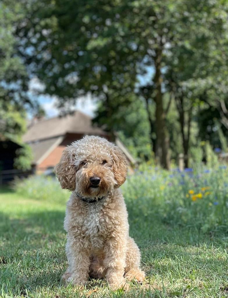 Dekreu Labradoodle mini (volledig getest), Dieren en Toebehoren, Honden | Dekreuen, Parvo, Reu, Eén hond, 3 tot 5 jaar