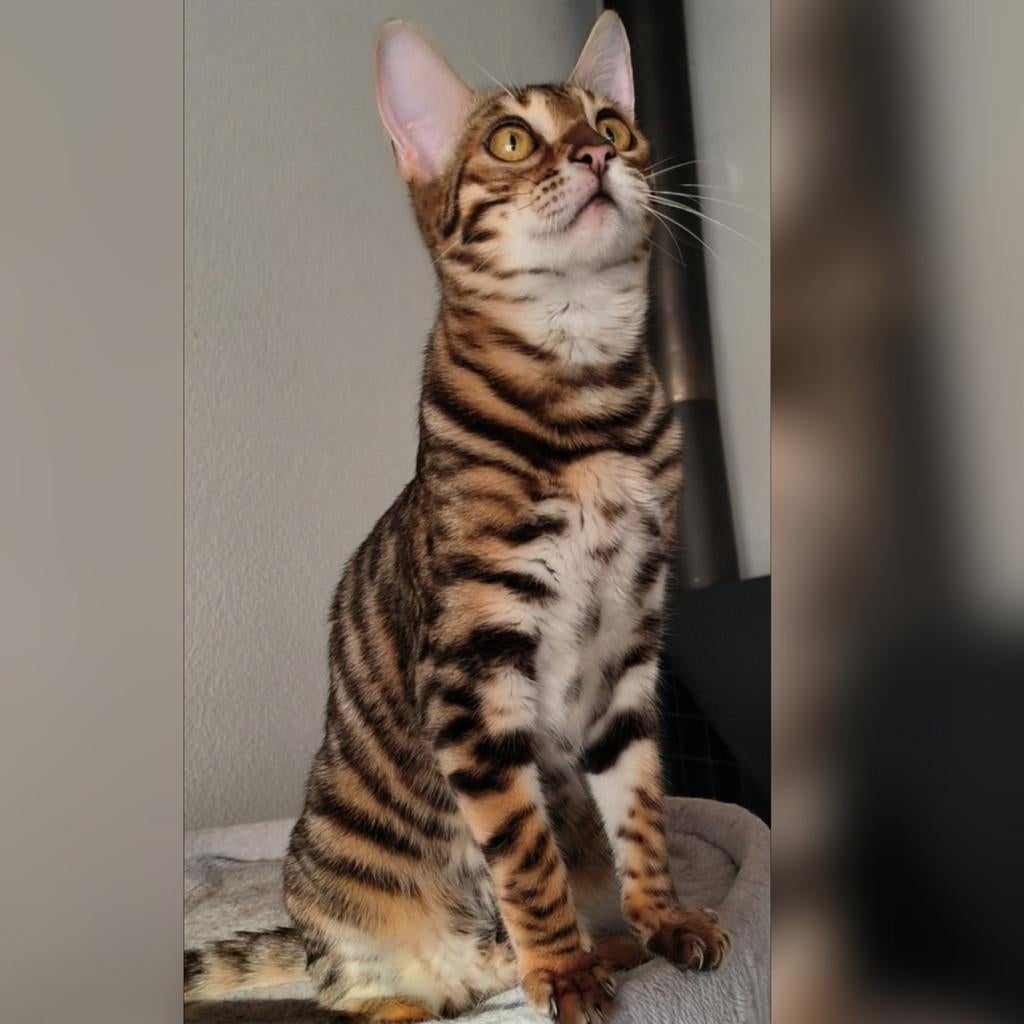 Toyger cattery Mostert., Met stamboom