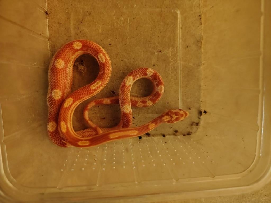 Jonge Ratten slangen, Dieren en Toebehoren, Reptielen en Amfibieën, Slang, 0 tot 2 jaar