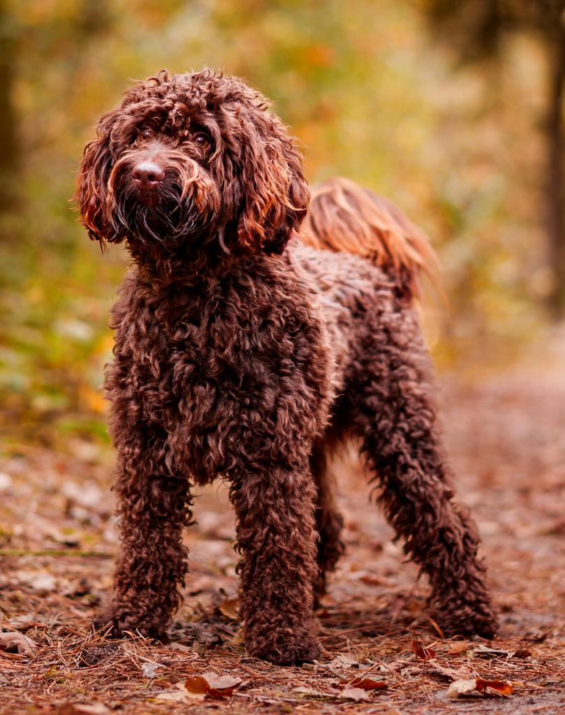 Australian labradoodle dekreu mini (40 cm), Dieren en Toebehoren, Honden | Dekreuen, Reu, 1 tot 2 jaar, Parvo, Meerdere