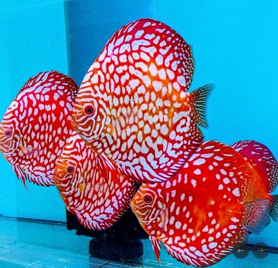 Discus Redmap ca 12 cm - siner - Koidream Valburg, Dieren en Toebehoren, Vissen | Aquariumvissen, Vis, Zoetwatervis