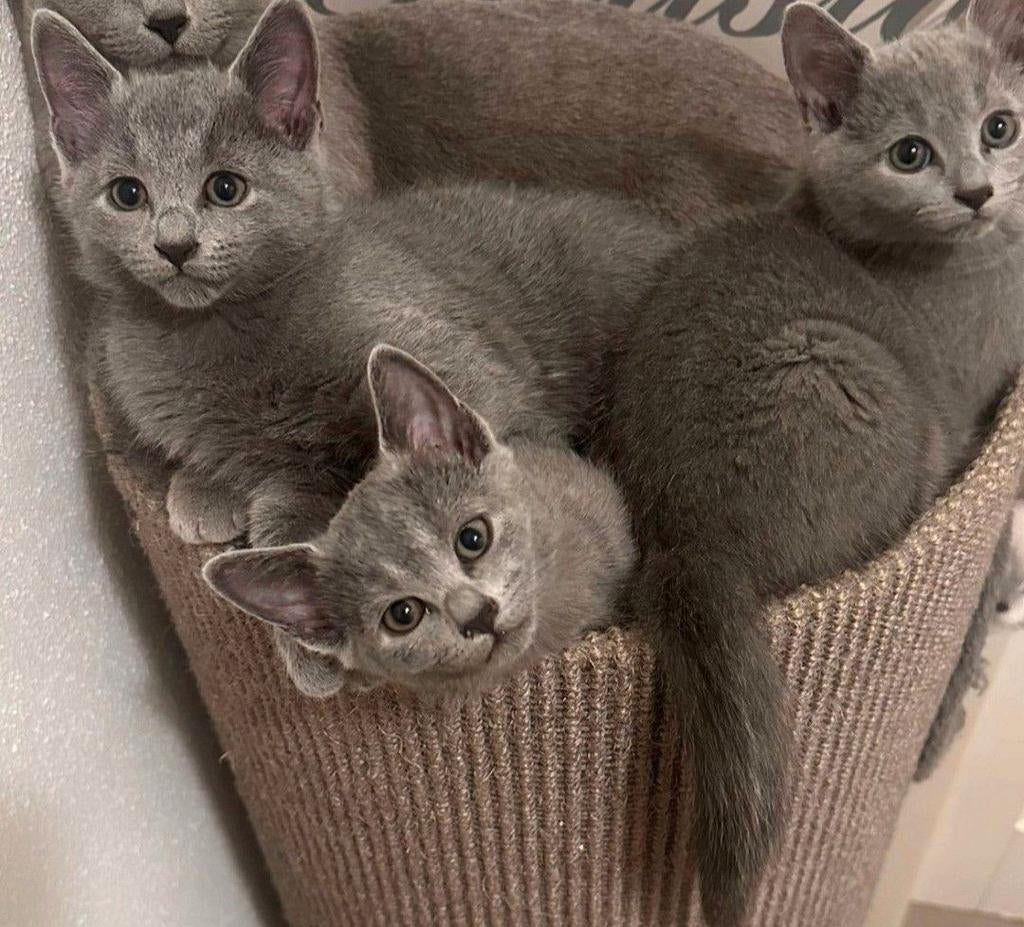 Blauwe Rus kittens met stamboom, Dieren en Toebehoren, Meerdere dieren, Met stamboom