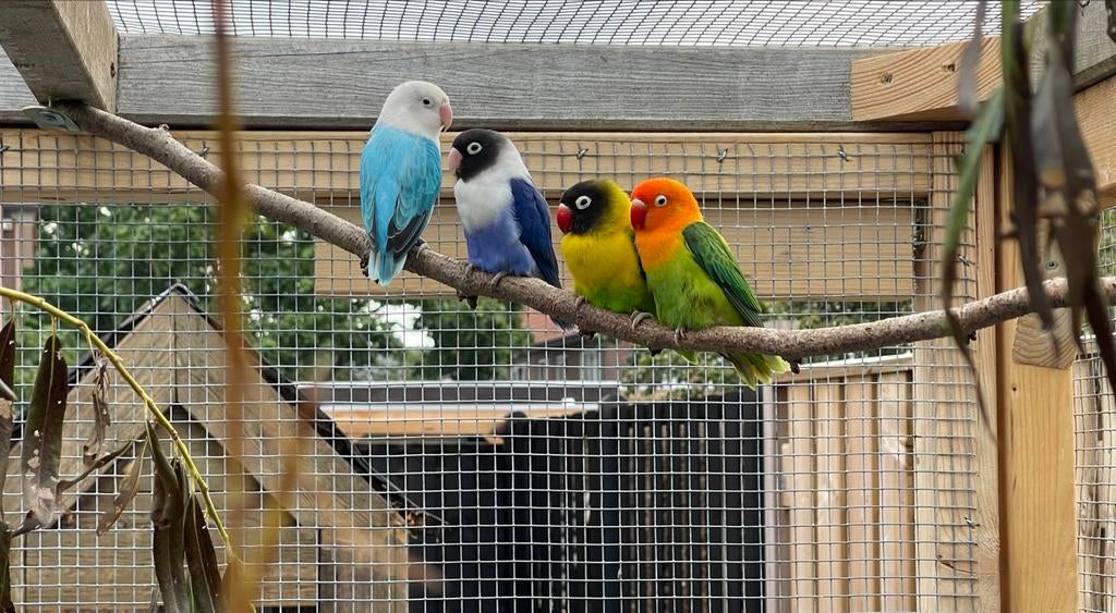 Agapornis Fisheri zwartmasker, Dieren en Toebehoren, Vogels | Parkieten en Papegaaien, Geslacht onbekend, Dwergpapegaai of Agapornis