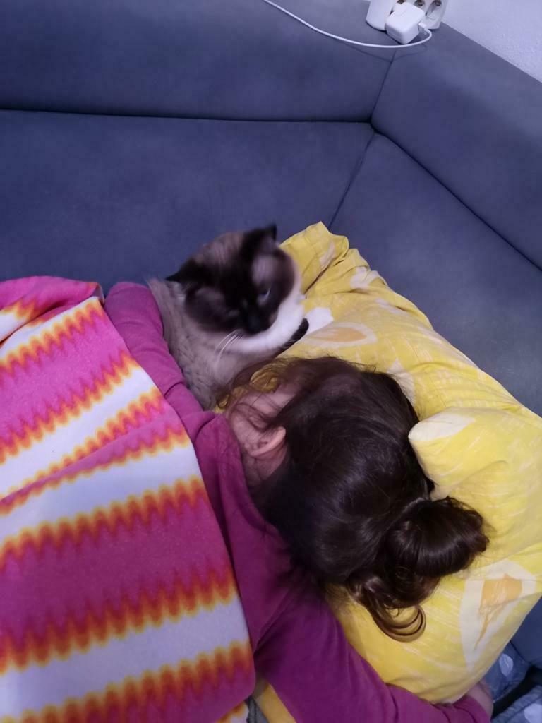 Foto 14 van Ragdoll DNA GETEST(dekkater)NIET TE KOOP