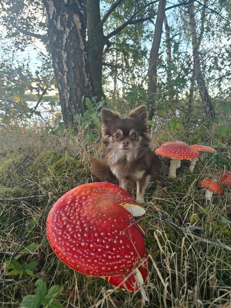 Mooi kleine chihuahua dekreu niet te koop, Dieren en Toebehoren, Honden | Dekreuen, Reu, Eén hond, 3 tot 5 jaar, Nederland