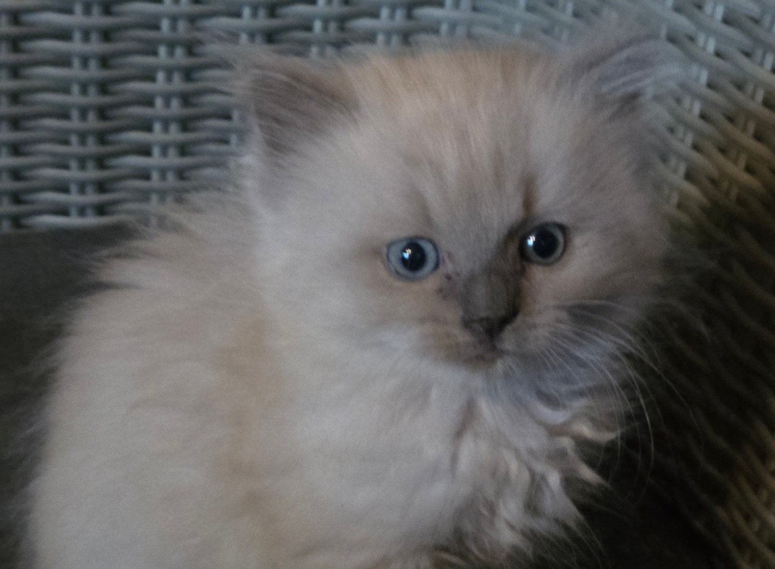 ragdoll katertje