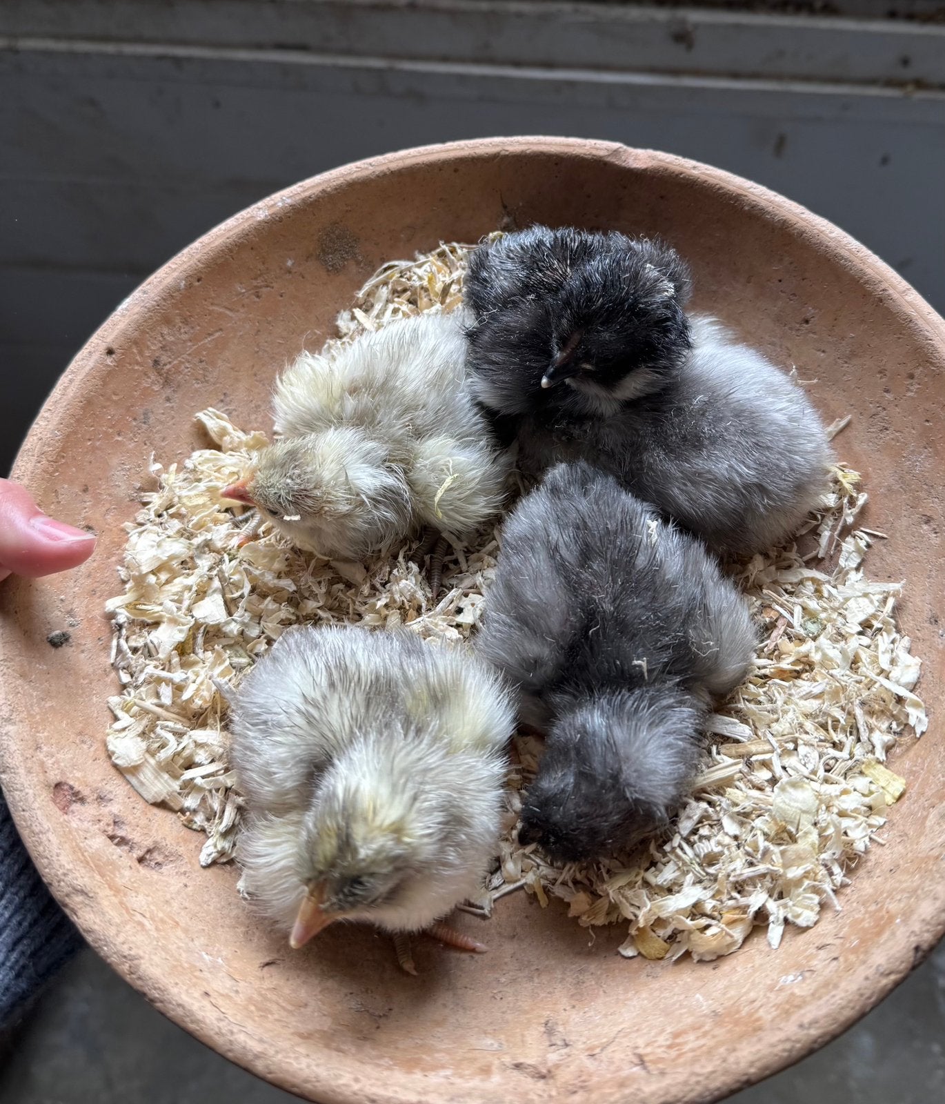 Australorp groot kuikens (wit, zwart, grijs), Dieren en Toebehoren, Meerdere dieren, Kip