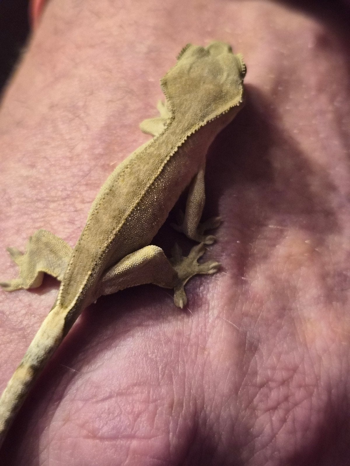 wimper gekko Jill Crested Gecko photo 2