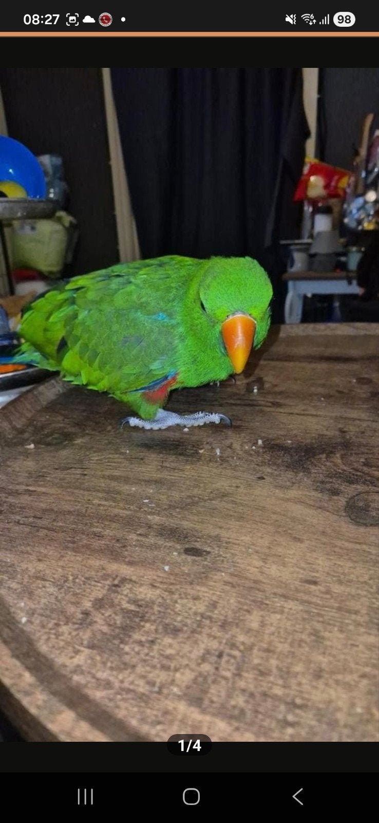 Edel papagaai, Dieren en Toebehoren, Vogels | Parkieten en Papegaaien, Mannelijk, Papegaai, Tam