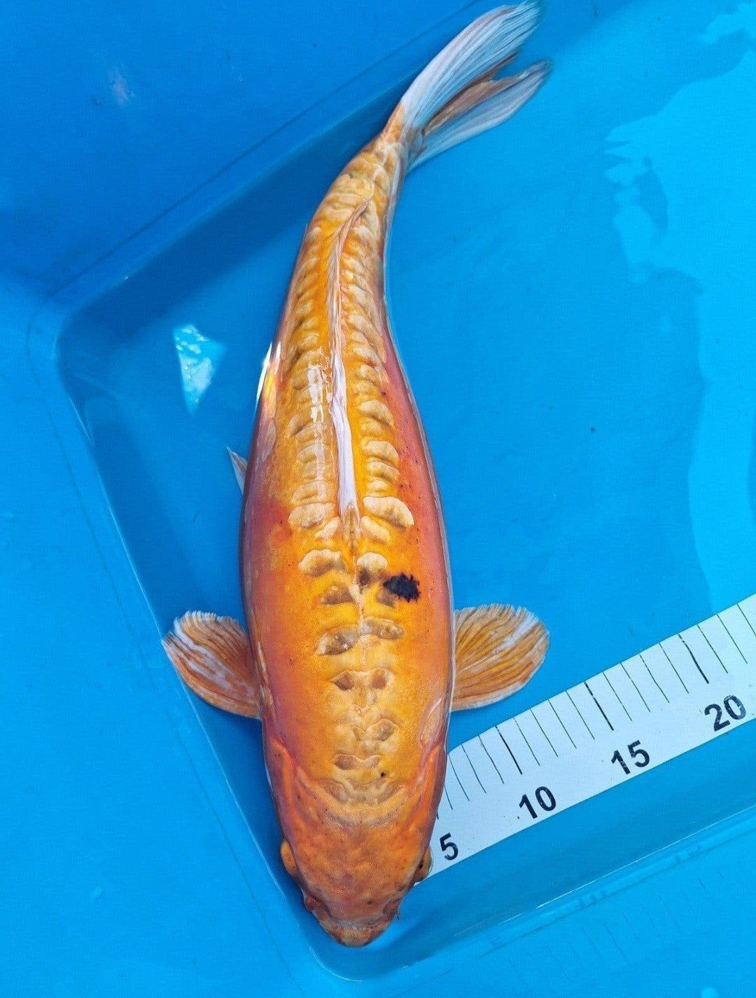 koikarper, Dieren en Toebehoren, Vissen | Vijvervissen, Karper of Koi