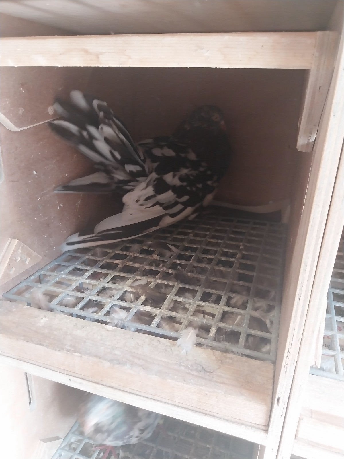overjarige oosterse rollers (vlieg), Meerdere dieren, Overige soorten