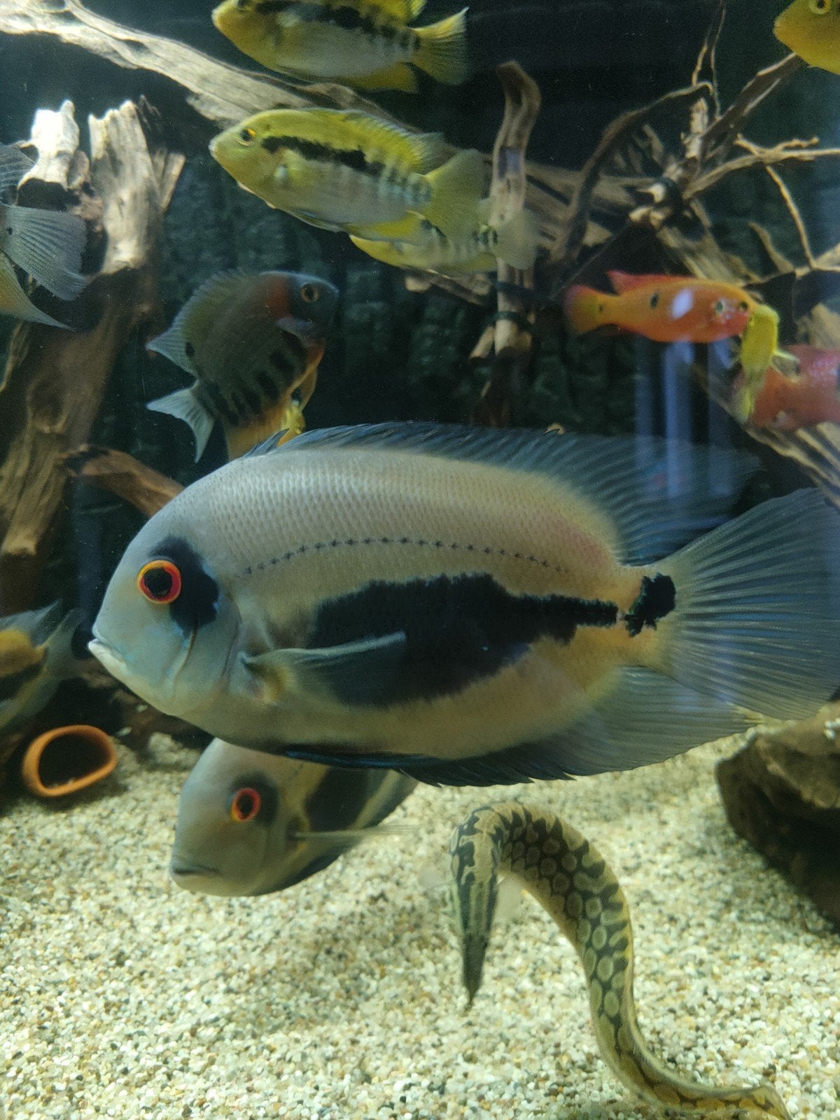 5 uaru cichliden (Amerikaanse cichliden), Dieren en Toebehoren, Vis