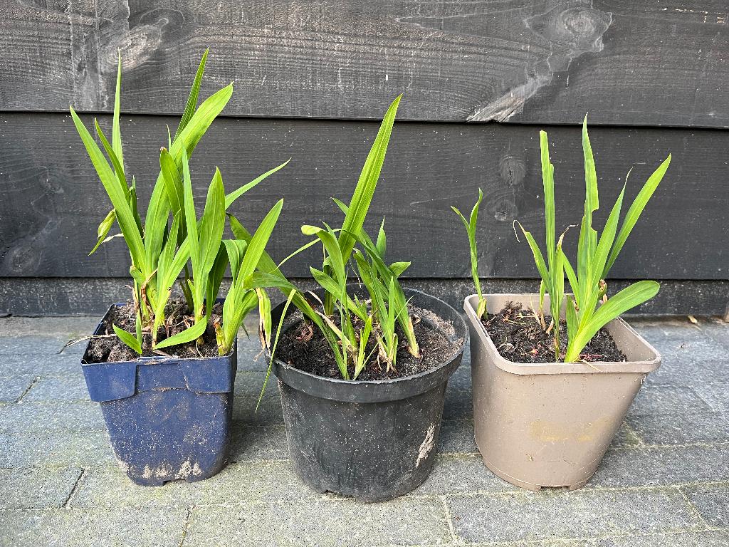 Crocosmia, Ophalen, Vaste plant, Overige soorten, Volle zon