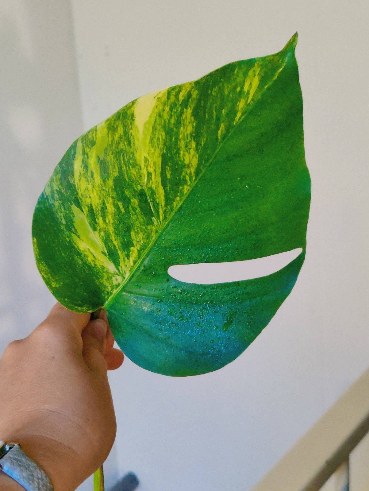 Monstera Aurea yellow variegata stek, Huis en Inrichting, Kamerplanten, Ophalen, Halfschaduw, Minder dan 100 cm