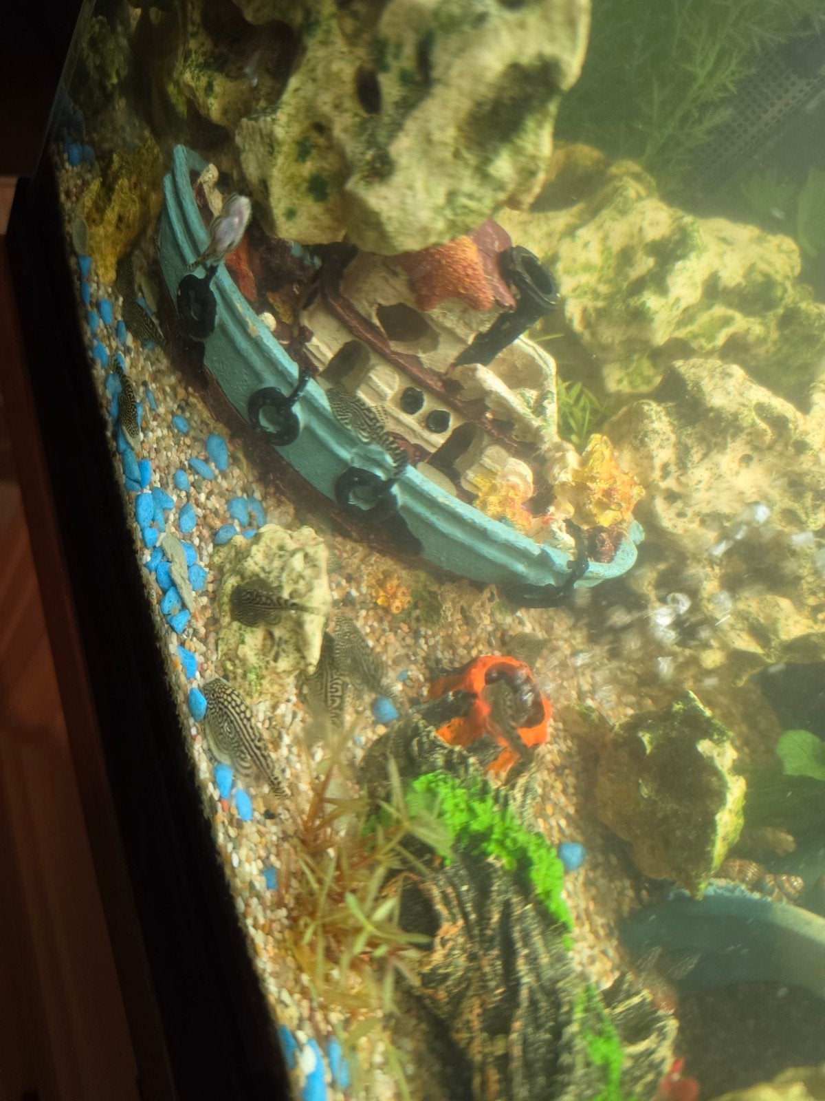 aqarium + inhoud te koop, Ophalen, Gevuld zoetwateraquarium