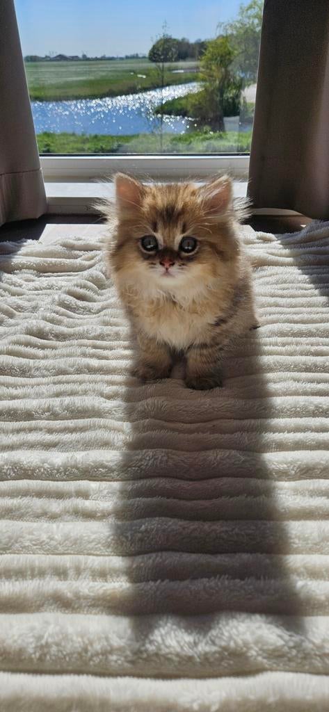 2 lieve British Longhair kittens, Dieren en Toebehoren, Meerdere dieren, Ontwormd