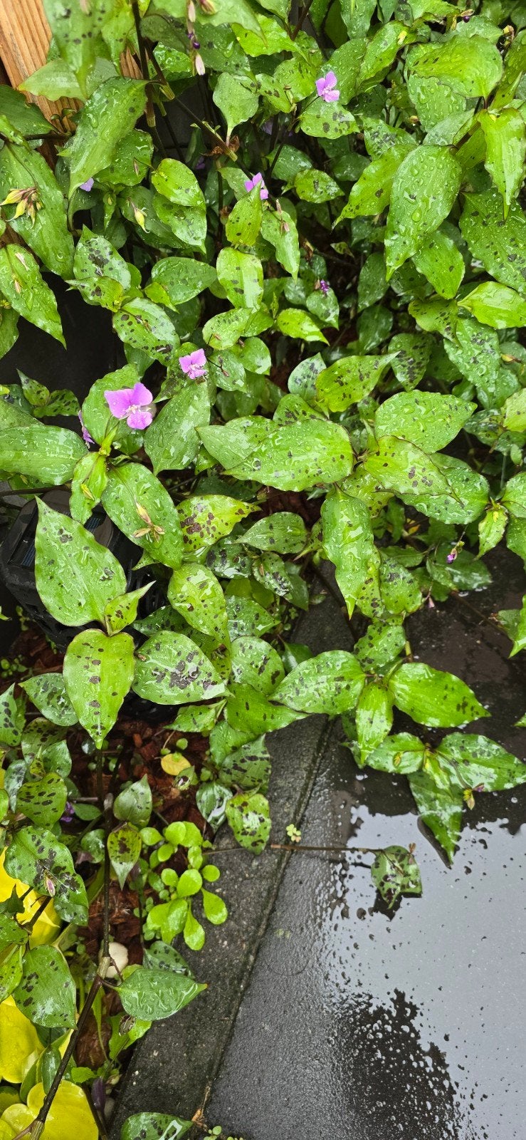 Tradescantia tinantia pringlei, Tuin en Terras, Bodembedekkers, Vaste plant, Ophalen of Verzenden, Halfschaduw