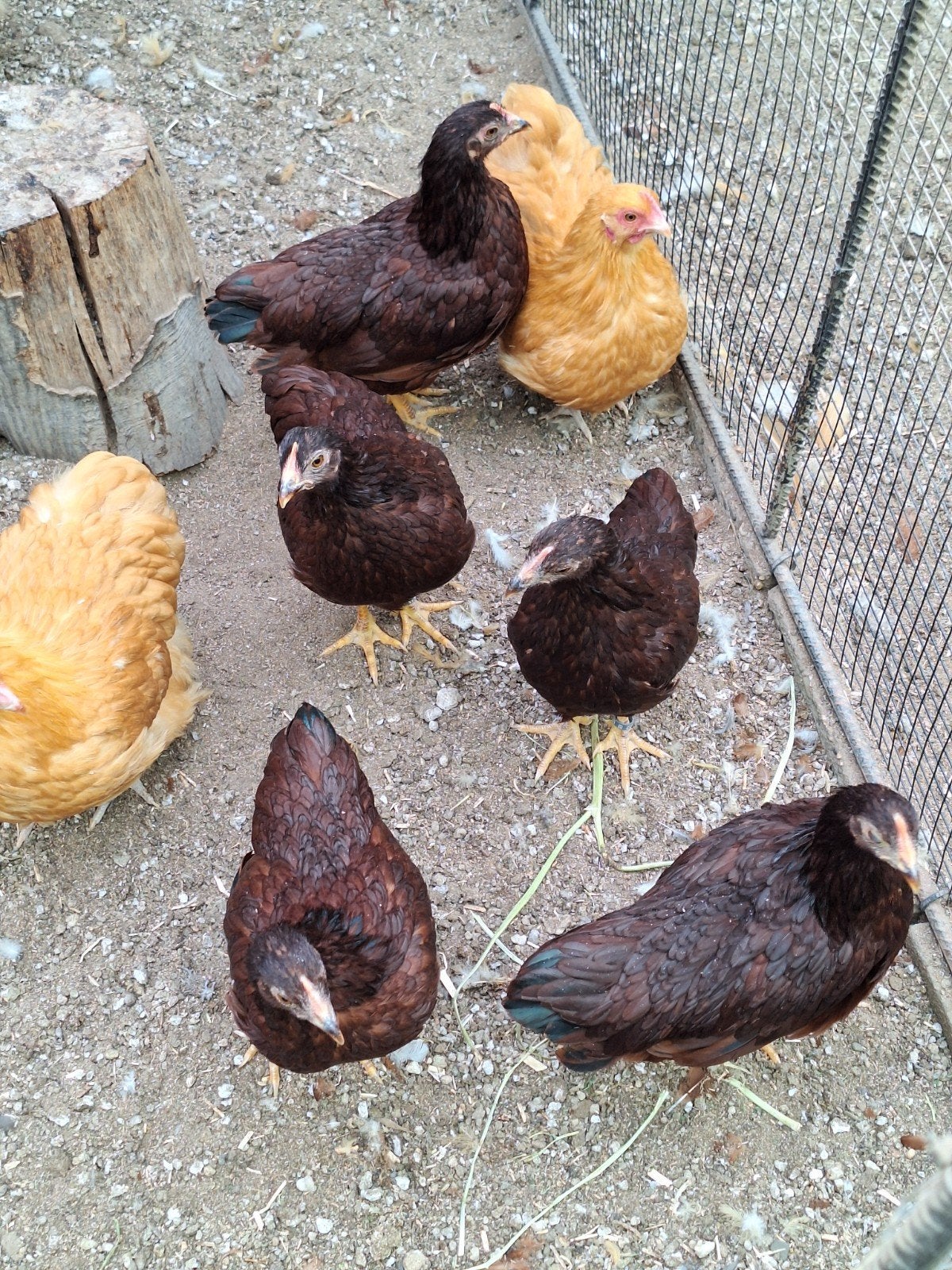 Te koop prachtig trio Rhode island Red kriel., Dieren en Toebehoren, Pluimvee, Meerdere dieren, Kip