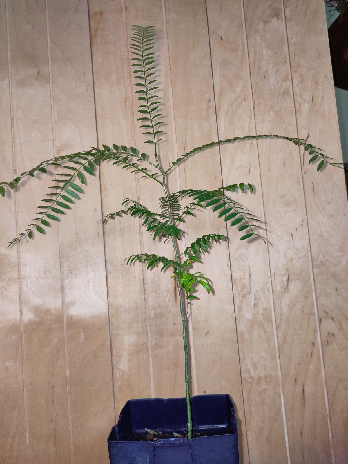 Gleditsia Triacanthos - Valse Christusdoorn - Doornloos, Ophalen, Zomer, Volle zon, Minder dan 100 cm