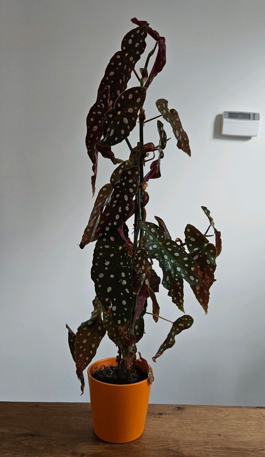 Kamerplant: stippenbegonia / stippenplant - 70 cm hoog, Ophalen, Overige soorten, Halfschaduw, In pot