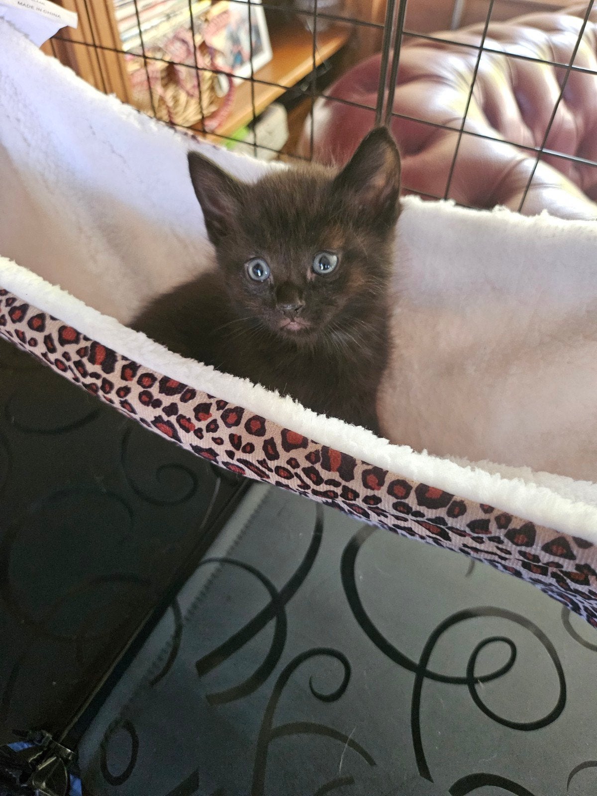 Schattige zwarte kittens zoeken een lief baasje, Meerdere dieren