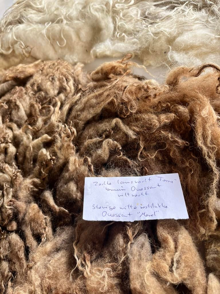 Zachte lamsvacht bruin Ouessant en witte Ouessant, Ophalen of Verzenden, Nieuw, Spinwol