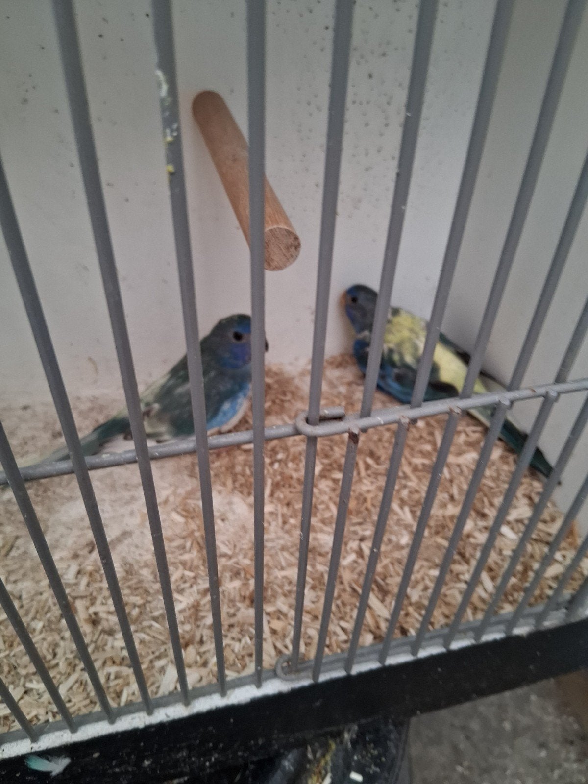 Koppel splendits, Dieren en Toebehoren, Meerdere dieren, Geringd
