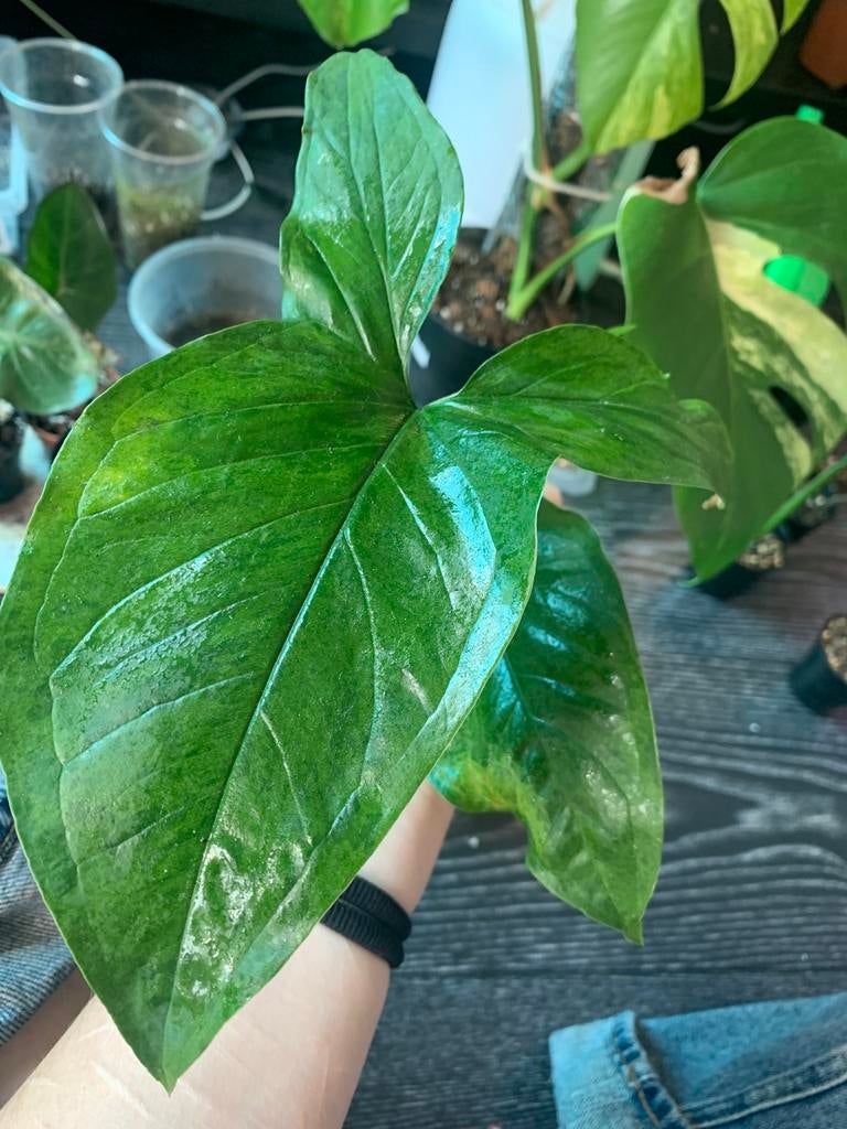 Syngonium mottled, Huis en Inrichting, Ophalen, Halfschaduw, Minder dan 100 cm