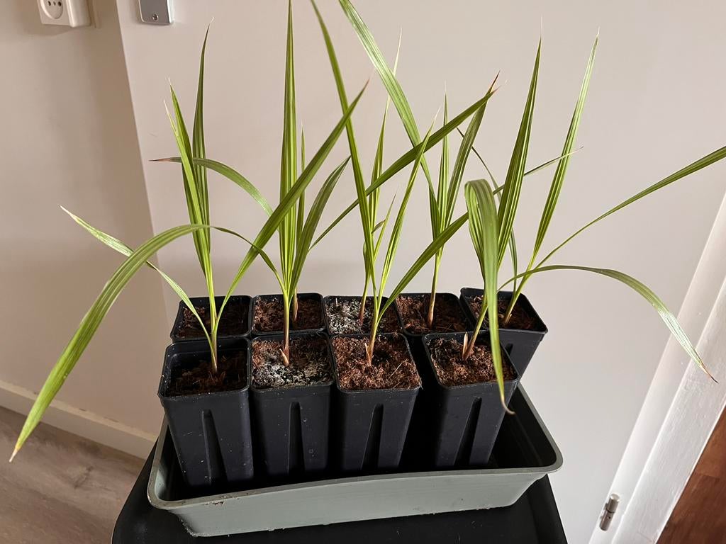 Washingtonia Filifera zaailingen, Ophalen of Verzenden, Zo goed als nieuw, Rond, Minder dan 30 cm