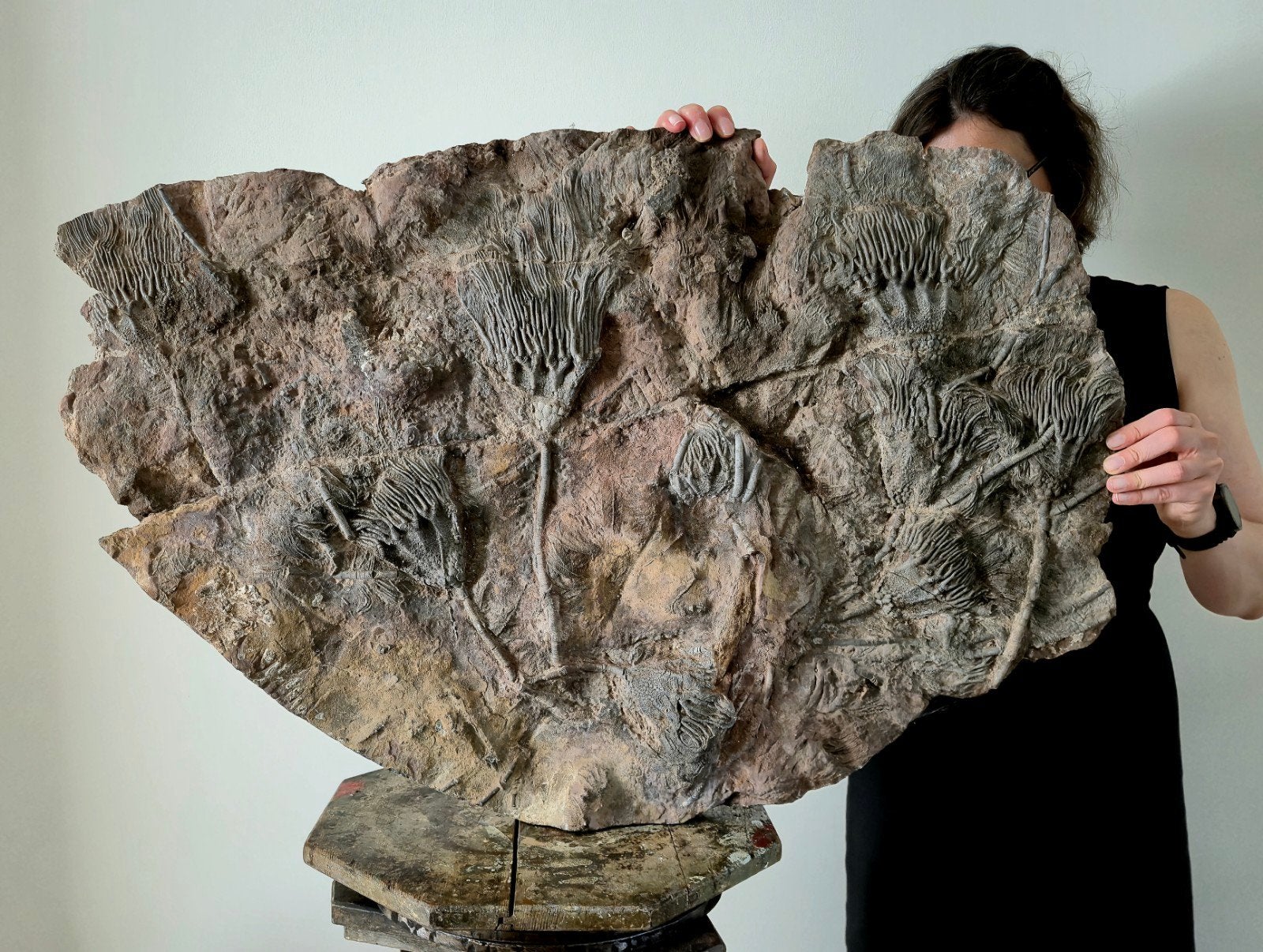 XXL Crinoïden Matrix fossielen, Verzamelen, Ophalen, Fossiel
