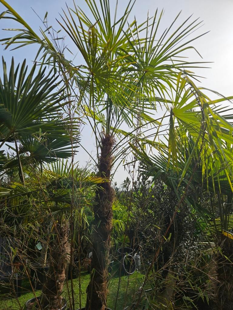 Trachycarpus Fortunei 'Winsan' - Palmboom 360 graden blad!, Overige soorten, Volle zon, Vaste plant, Ophalen of Verzenden